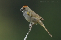 Strnádlik zelenochvostý - Pipilo chlorurus - Green-tailed Towhee