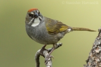 Strnádlik zelenochvostý - Pipilo chlorurus - Green-tailed Towhee