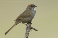 Strnádlik zelenochvostý - Pipilo chlorurus - Green-tailed Towhee