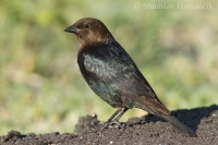 Zanášač čierny - Molothrus ater - Brown-headed Cowbird