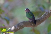 Lesklica zelenokrídla - Chalcophaps indica - Emerald Dove