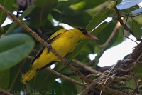 Vlha čiernotylová - Black-naped Oriole