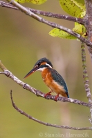 Rybárik riečny - Alcedo atthis - Common Kingfisher