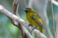 Bylbyl andamanský - Pycnonotus fuscoflavescens - Andaman Bulbul 