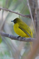 Bylbyl andamanský - Pycnonotus fuscoflavescens - Andaman Bulbul 