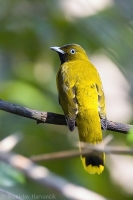 Bylbyl andamanský - Pycnonotus fuscoflavescens - Andaman Bulbul 