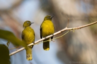 Bylbyl andamanský - Pycnonotus fuscoflavescens - Andaman Bulbul 