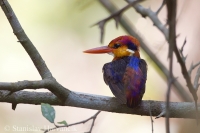 Rybárik džungľový - Ceyx erithaca - Oriental Dwarf Kingfisher