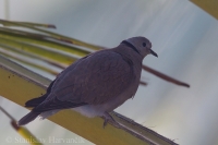 Hrdlička krátkochvostá - Streptopelia tranquebarica - Red Collared Dove