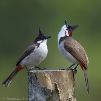Bylbyl červenosluchý - Pycnonotus jocosus - Red-whiskered Bulbul