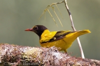 Vlha kapucňová - Black-hooded Oriole