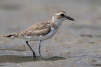 Kulík veľkozobý - Charadrius leschenaultii - Greater Sand Plover