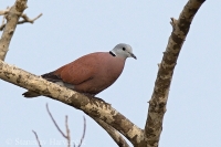 Hrdlička krátkochvostá - Streptopelia tranquebarica - Red Collared Dove