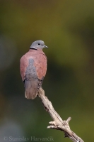Hrdlička krátkochvostá - Streptopelia tranquebarica - Red Collared Dove