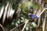 Rybárikovec stromový - Halcyon pileata - Black-capped Kingfisher