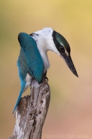 Rybárikovec bielokrký - Todiramphus chloris - Collared Kingfisher