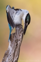 Rybárikovec bielokrký - Todiramphus chloris - Collared Kingfisher