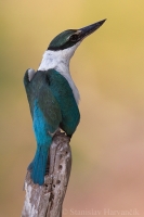 Rybárikovec bielokrký - Todiramphus chloris - Collared Kingfisher