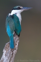 Rybárikovec bielokrký - Todiramphus chloris - Collared Kingfisher