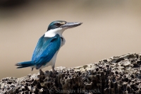 Rybárikovec bielokrký - Todiramphus chloris - Collared Kingfisher