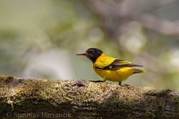 Vlha kapucňová - Black-hooded Oriole