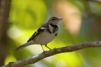 Trasochvost lesný - Dendronanthus indicus - Forest Wagtail