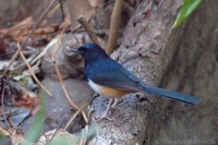 Šáma andamanská - Copsychus albiventris - Andaman Shama