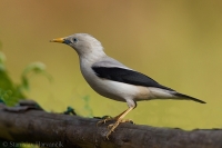 Škorec bielohlavý - Sturnia erythropygia - White-headed Starling
