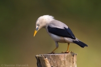 Škorec bielohlavý - Sturnia erythropygia - White-headed Starling