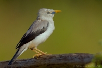 Škorec bielohlavý - Sturnia erythropygia - White-headed Starling