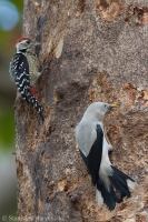 Ďateľ fŕkaný - Dendrocopos analis - breasted Woodpecker and Škorec bielohlavý - Sturnia erythropygia - White - headed Starling