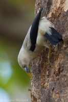 Škorec bielohlavý - Sturnia erythropygia - White-headed Starling