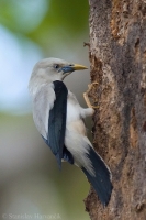 Škorec bielohlavý - Sturnia erythropygia - White-headed Starling