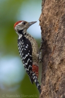 Ďateľ fŕkaný - Dendrocopos analis - Spot-breasted Woodpecker