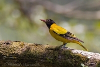 Vlha kapucňová - Black-hooded Oriole
