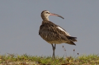 Hvizdák malý - Numenius phaeopus - Whimbrel