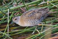 Chriašť najmenší - Porzana pusilla - Baillon´s Crake