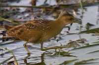 Chriašť najmenší - Porzana pusilla - Baillon´s Crake