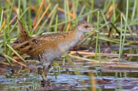 Chriašť najmenší - Porzana pusilla - Baillon´s Crake