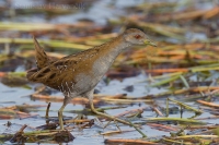 Chriašť najmenší - Porzana pusilla - Baillon´s Crake