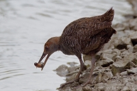 Chriašteľ hnedohlavý - Gallirallus striatus - Slaty-breasted Rail