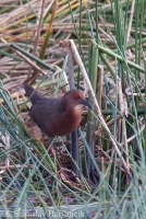 Chriašť červenkavý - Porzana fusca - Ruddy-breasted Crake