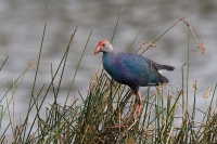 Sultánka purpurová - Porphyrio porphyrio - Purple Swamphen
