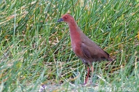 Chriašť červenkavý - Porzana fusca - Ruddy-breasted Crake