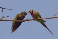 Alexander ružovoprsý - Psittaqcula alexandri - Red-breasted Parakeet