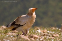 Zdochlinár biely - Egyptian Vulture