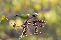 Alexander ružovoprsý - Psittaqcula alexandri - Red-breasted Parakeet