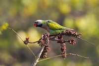 Alexander ružovoprsý - Psittaqcula alexandri - Red-breasted Parakeet