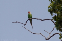 Alexander dlhochvostý - Psittacula longicauda tytleri - Long-tailed Parakeet
