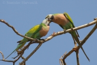 Alexander ružovoprsý - Psittaqcula alexandri - Red-breasted Parakeet
